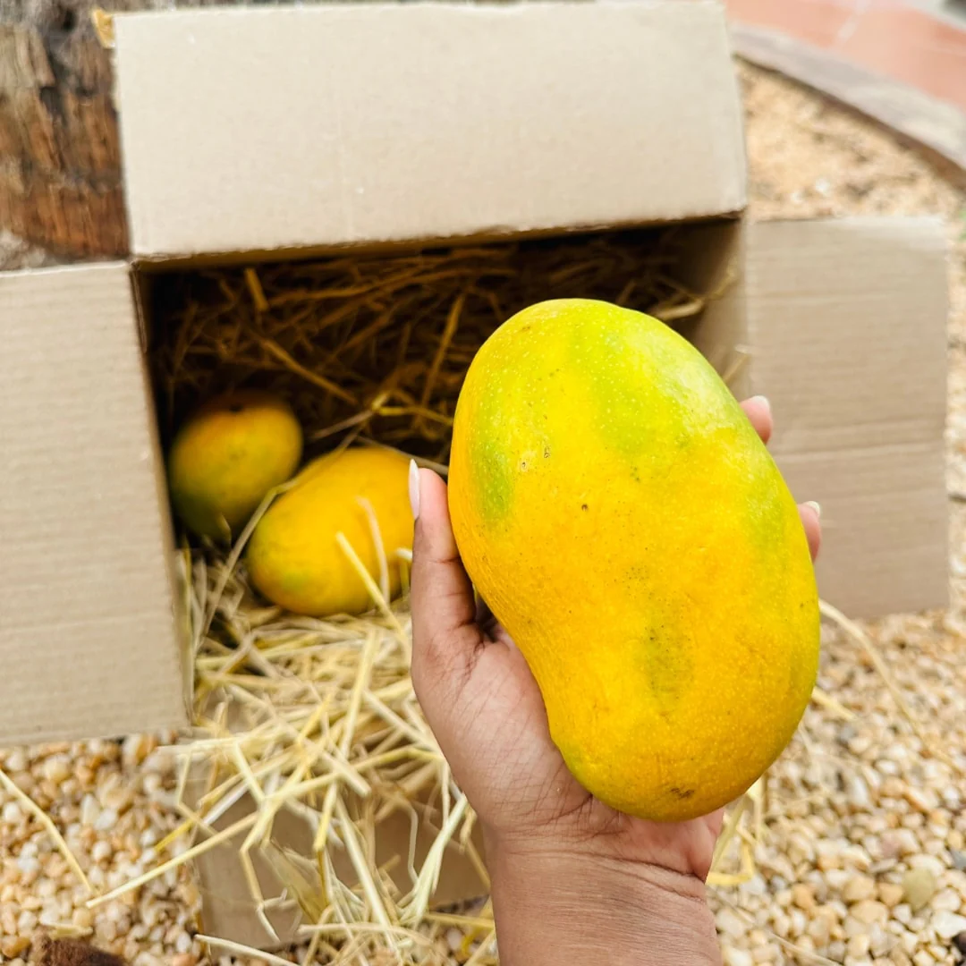 Salem Mangoes 3kg's - Image 8