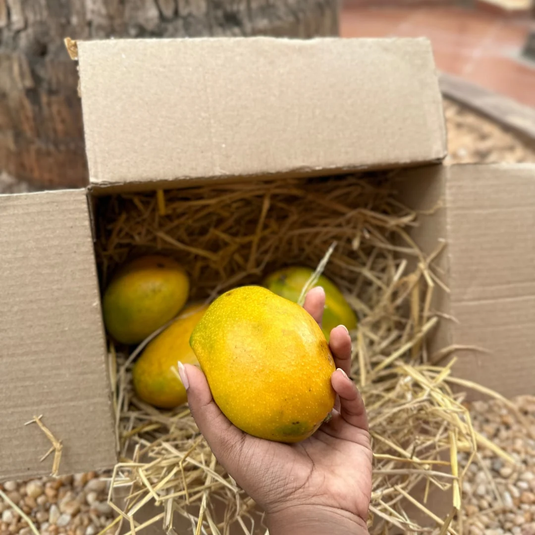 Salem Mangoes 3kg's - Image 9